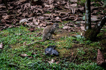 variedad de flora y fauna del ecuador