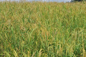 landscape of rice field
