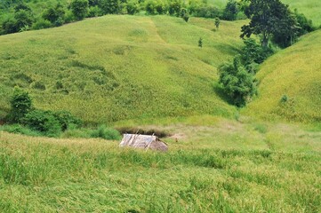 landscape of rice field