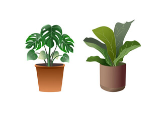 Drawing potted plant ,houseplant on a white background.