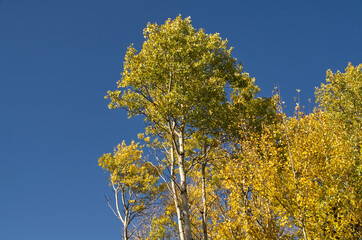 Autumn Trees against a Blue Sky