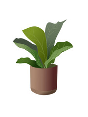 Drawing potted plant ,houseplant on a white background.Vector illustration.