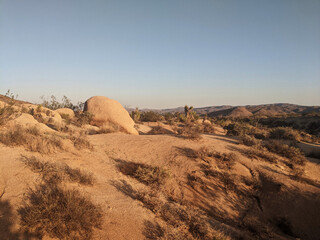 Joshua Tree National Park in California, United States. Trees and rocks on the dessert
