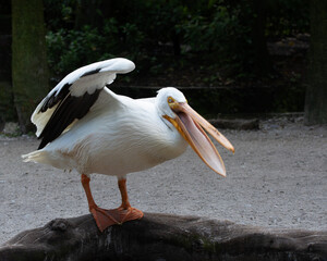 White pelican is standing on a wooden log with an open orange yellow beak and stretched out wing exposing the black under markings.