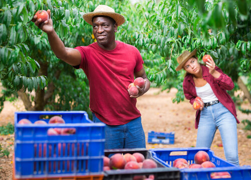 African-american man and European girl picking ripe peaches in garden.