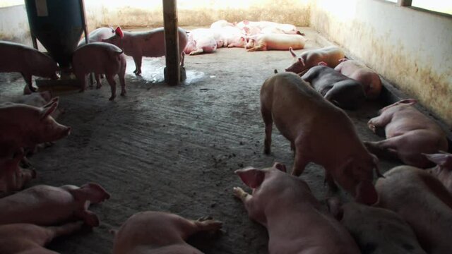crowd of pigs eating from a container in the barn while others are sleeping in a pig farm during the day