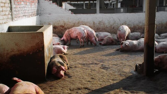 some pigs lying around in the sun and some others in the shadow and others walking in a pig farm