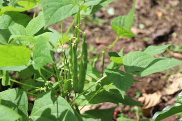 Phaseolus vulgaris or Green Beans growing in plants ready to harvest, Home garden vegetable growing concept