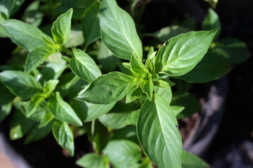 Sweet Basil green plants with flowers growing