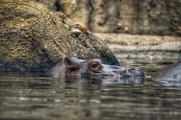 Fototapeta premium hippo in the water