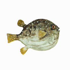Puffer fish isolated on white background. Clip art for design, menu and education material. Colorful realistic watercolor illustration. © Yuliya