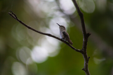HUMMINGBIRD PERCHED ON TREE BRANCH IN TROPICAL FOREST WITH BACKGROUND OUT OF FOCUS AND SPACE FOR TEXT