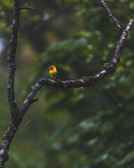 bird on a branch