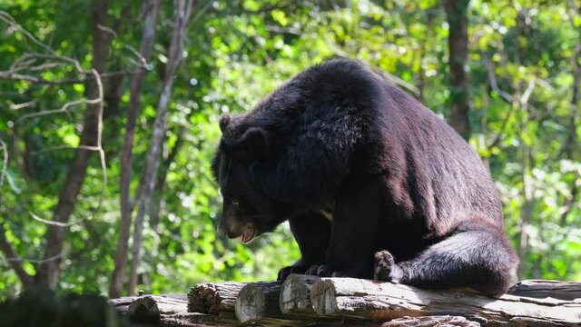 Asiatic Black Bear, Ursus thibetanus, Huai Kha Kaeng Wildlife Sanctuary, Thailand; stooping down while resting then it raises its head panting and showing its tongue out.