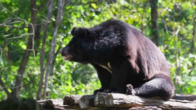 Stooping down while panting, raises its head up to face to the left, turns its head to the right and moved its ears; Asiatic Black Bear, Ursus thibetanus, Huai Kha Kaeng Wildlife Sanctuary, Thailand.