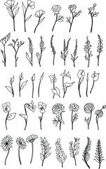 Black and white of hand drawn flowers plant
