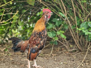 Rooster in back yard