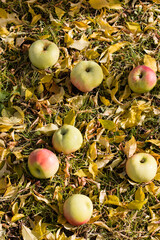 Fallen apples in the grass around the apple tree in the autumn garden. Fruits lie on the ground with yellow leaves. Sunny day.