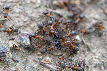 ants tearing  prey