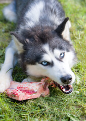 husky dog eat bone