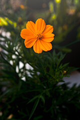 Close-up of Cosmos Caudatus blooming in the garden. flower with blur background . Orange Cosmos caudatus flower. Cosmos Flower with background out of focus.
