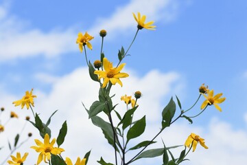 Fototapeta premium Yacon (Smallanthus sonchifolius) flowers. Yacon is an amazing healthy vegetable rich in oligosaccharides, dietary fiber and polyphenols.