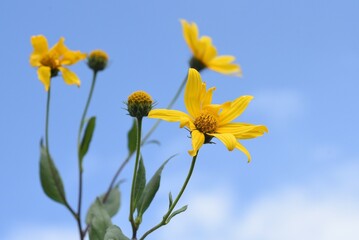  Yacon (Smallanthus sonchifolius) flowers. Yacon is an amazing healthy vegetable rich in oligosaccharides, dietary fiber and polyphenols.