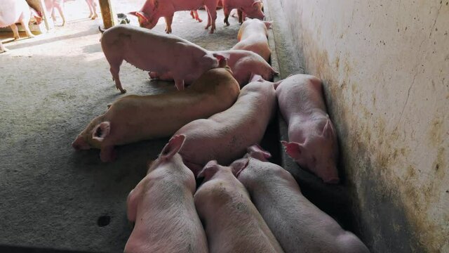 Camera zooming on the sleeping pigs in a corner inside a small room in the breeding farm for pigs.