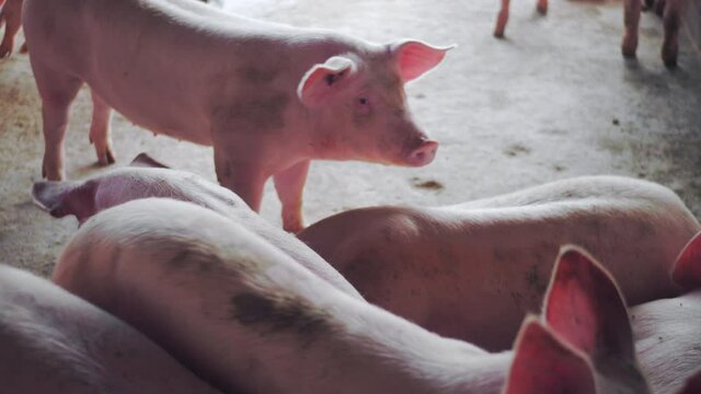 Close up video of pigs huddled together in a pig farm; pink swine playing with each other in the farm.