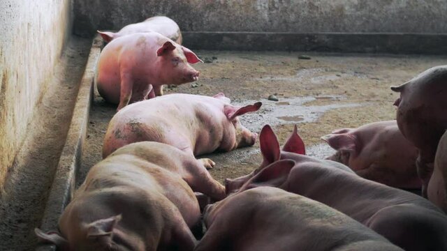 Camera showing the poor plight of the pigs inside a pig farm; pigs sleeping on dirty areas in captivity.