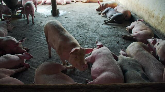 Close up shot showing pigs' unpleasant condition inside a pig farm; pigs sleeping; a playful pig staring at the camera.