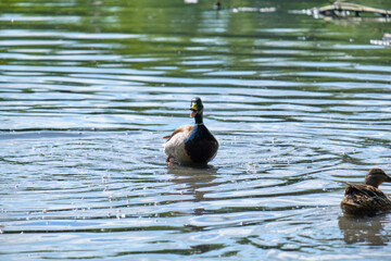 Ducks in the pond of Kaliningrad in the summer.