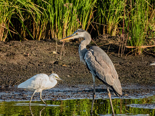 小牧山城の見える農業地域の自然
アオサギと小鷺