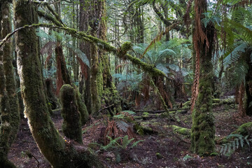 The Tarkine forest, North-Western part of Tasmania, Australia