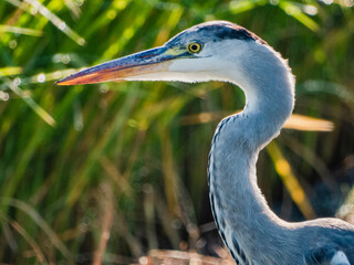 小牧山城の見える農業地域の自然
アオサギのポートレート　超望遠の世界