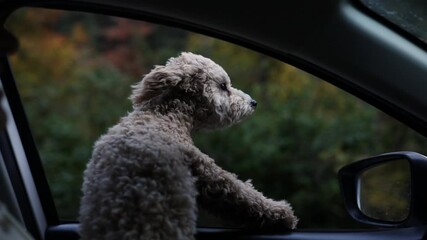 Cute Puppy Doodle Dog Sticking Head out of Car Window on Scenic Drive