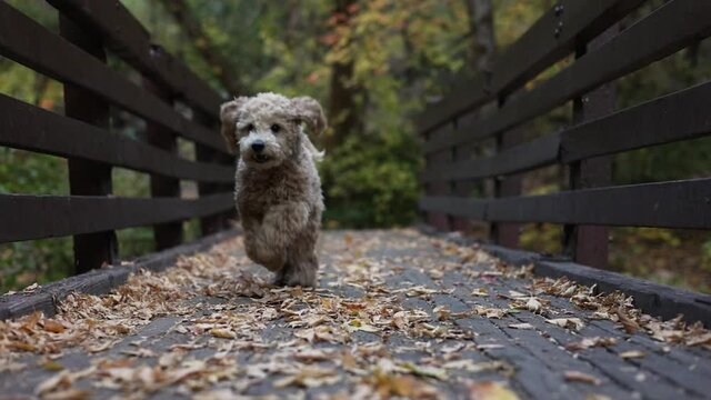 Cute and Fluffy Mini Golden Doodle Puppy Dog Running in Slow Motion