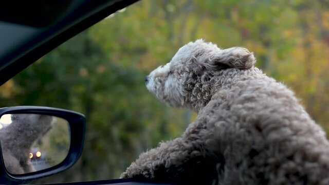 Maltipoo Breed Puppy Dog with Head out of Car Window on Autumn Drive
