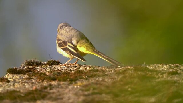 vogel, natur, wild lebende tiere, tier, schnabel, wildlife, gelb, bird, fl&uuml;gel, garden, Gebirgsstelze, Naturschutz, selten, Garten, Teich, Feuchtgebiet, Garten