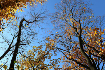 Blue sky above the trees in autumn park. Time of fall.