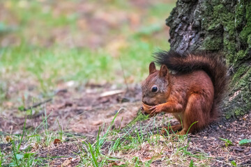 Naklejka na ściany i meble Squirrel in summer with nut on green grass under a big tree
