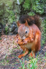 Squirrel in summer with nut on green grass under a big tree