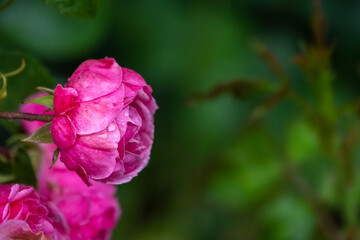 Blooming red rose bud with raindrops close up