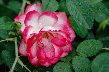Red and white bicolored rose flowers with raindrops close-up on a green blurred background.