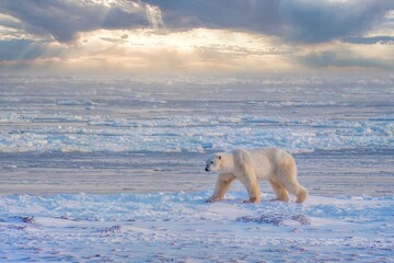 A lone adult polar bear (Ursus maritimus) walks along the edge of Hudson Bay at sunrise, as he...