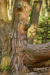 Dancing forest on the Curonian Spit of the Kaliningrad region.