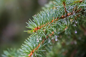 Background of green spruce branches with water drops after rain