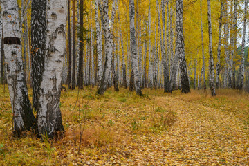 Autumn in the forest. The leaves of the birches turned yellow. In the alley underfoot, a carpet of fallen autumn leaves is spread. Soft autumn landscape in white and yellow colors. Ural, Russia