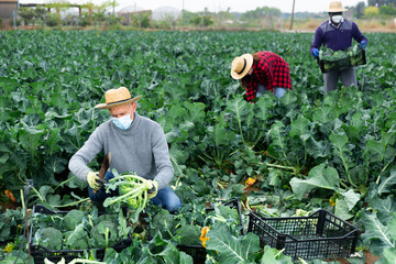 Man in protective mask harvesting broccoli in a farm field