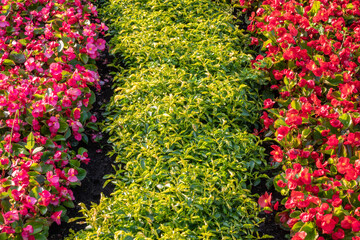 Landscape background with bright red flower beds blossoming against green tall grass